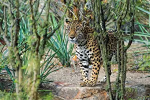 Onca: Jaguar (Panthera onca). This jaguar was photographed