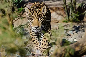 Spots: Jaguar (Panthera onca). This jaguar was photographed