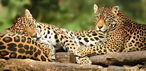 Onca: Jaguar (Panthera onca) laying on a tree stump