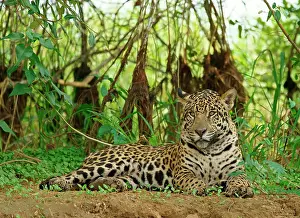 Onca: Jaguar (Panthera onca) lies on the riverbank, Pantanal