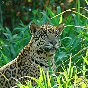 Onca: Jaguar (Panthera onca) looking out from the riverbank