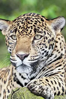 Onca: Jaguar (Panthera onca ), male, portrait, Costa Rica
