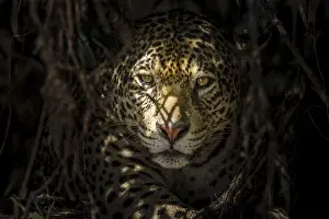 Onca: Jaguar (Panthera onca palustris) close-up, hidi