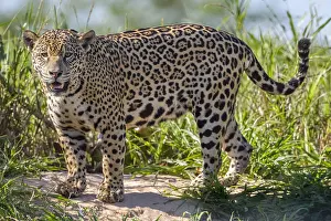 Onca: Jaguar (Panthera onca palustris) standing on ri