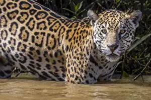 Onca: Jaguar (Panthera onca palustris) standing in th