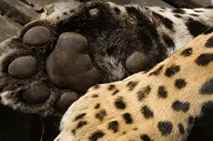 Onca: Jaguar (Panthera onca) paw