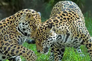 Interacting: Jaguar (Panthera onca), two playing, rubbing heads