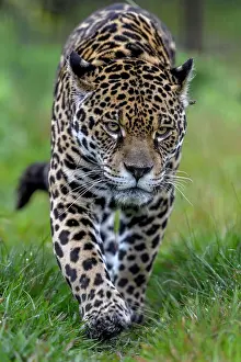 Onca: Jaguar (Panthera onca) with radio collar sneaks