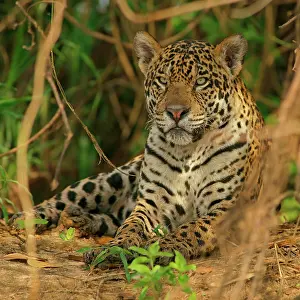 Onca: Jaguar (Panthera onca) rests in hiding, Pantanal