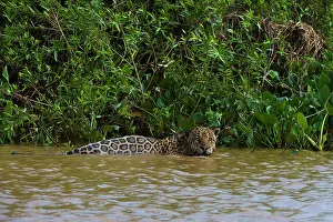 Onca: A jaguar, Panthera onca, in the river