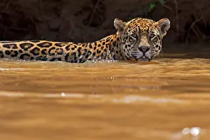 Onca: Jaguar (Panthera onca) in a river, Pantanal, Brazil