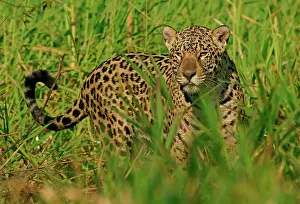 Onca: Jaguar (Panthera onca) on the riverbank, Pantanal