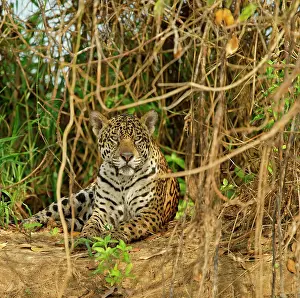 Onca: Jaguar (Panthera onca) sits in dense vegetation
