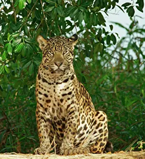 Onca: Jaguar (Panthera onca) sits on the riverbank, Pantanal