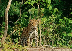 Landmarks: Jaguar (Panthera onca) sitting on riverbank, Pantanal