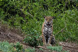 Onca: A jaguar, Panthera onca, standing