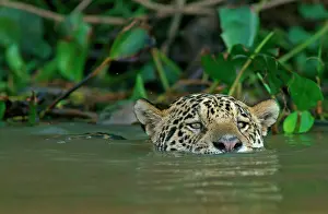 Onca: Jaguar (Panthera onca) swims in water, Pantanal