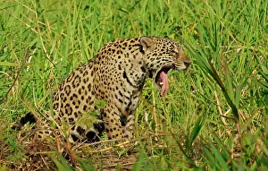 Onca: Jaguar (Panthera onca) yawns on the riverbank, Pantanal