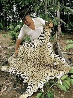 Skinned: Jaguar Pelt