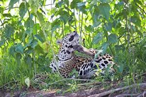 Jaguars: Jaguar relaxing on the edge of a river grooming