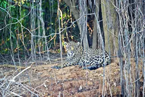 Jaguars: Jaguar relaxing on the edge of a river Pantanal