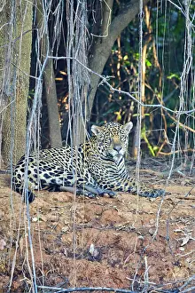 Jaguars: Jaguar relaxing on the edge of a river Pantanal