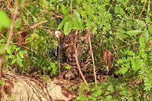 Jaguars: Jaguar relaxing on the edge of a river Pantanal
