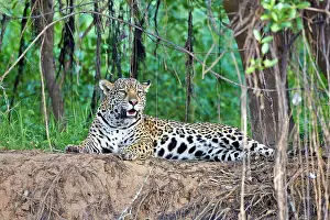 Jaguars: Jaguar relaxing on the edge of a river Pantanal