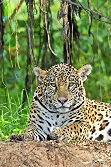 Jaguars: Jaguar relaxing on the edge of a river Pantanal