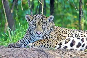 Jaguars: Jaguar relaxing on the edge of a river Pantanal