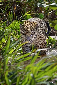 Jaguar: Jaguar along the river banks of Cuiaba River, Pantanal