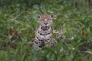 Jaguar: Jaguar along the river banks of Cuiaba River, Pantanal
