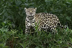 Jaguar along the river banks of Cuiaba River, Pantanal