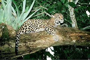 Mary Clay: JAGUAR - sitting on tree