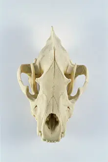 Resin: Jaguar skull