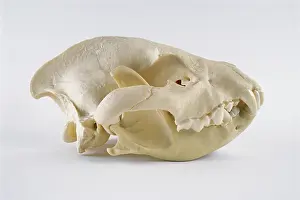 Onca: Jaguar skull