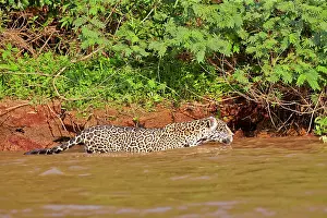 Jaguars: Jaguar swimming at the edge of a river Pantanal