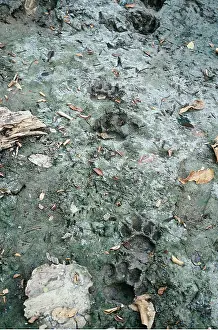 Tracks: JAGUAR - tracks