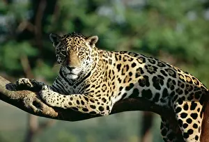 JAGUAR - IN TREE