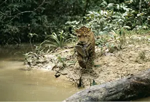 Jaguars: JAGUAR - With Turtle kill
