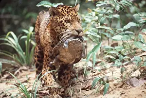 Kill: Jaguar - with turtle kill in mouth