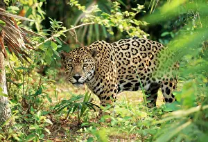 JAGUAR - side view, stalking