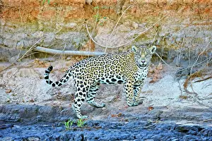 Jaguars: Jaguar walking Pantanal area Mato Grosso Brazil