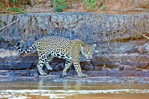 Jaguars: Jaguar walking Pantanal area Mato Grosso Brazil