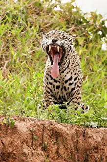 Jaguars: Jaguar yawning on river bank