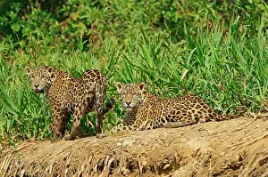 Onca: Two Jaguars (Panthera onca), male, lying on the