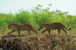 Onca: Two Jaguars (Panthera onca), male, walking on riverbank