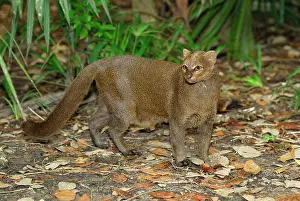 Jaguarundi: Jaguarundi