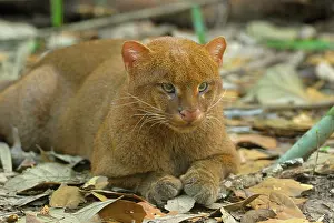 Jaguarundi: Jaguarundi