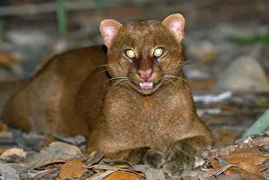 Jaguarundi: Jaguarundi